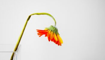 配偶者のうつ病を理由とする離婚が認められるか